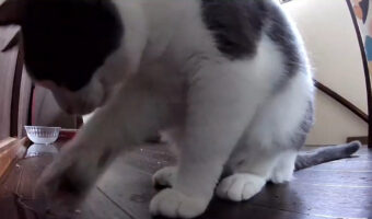 こぼれた水を手で拭いてくれてる？カメラを確認したら隠ぺい工作だったようです（笑）