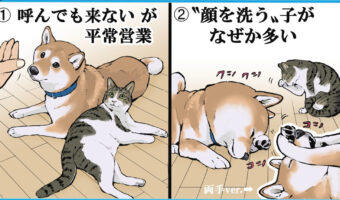 柴犬は猫っぽい？柴犬と猫の特徴を表したイラストに共感多数！