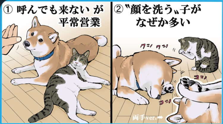 柴犬は猫っぽい？柴犬と猫の特徴を表したイラストに共感多数！
