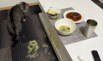夕食中に大惨事が！原因となった猫は悪いことをした自覚がある様子。怒られると思って全力で逃げる様子もカワイイ