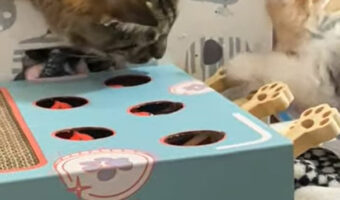もぐらたたきが気になる猫。そっと顔を寄せてみたところ・・・そのタイミングでビックリしちゃうハプニングが!!