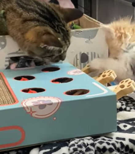 もぐらたたきが気になる猫。そっと顔を寄せてみたところ・・・そのタイミングでビックリしちゃうハプニングが！！