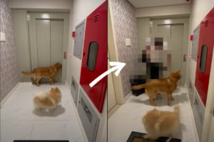 エレベーターの前でソワソワしている2匹の犬。エレベーターが開くとそこにいたのは、この子達の大好きな・・！！【海外・動画】