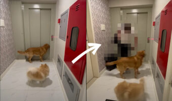 エレベーターの前でソワソワしている2匹の犬。エレベーターが開くとそこにいたのは、この子達の大好きな・・!!【海外・動画】