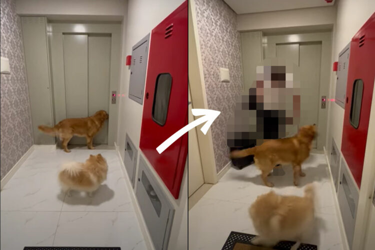 エレベーターの前でソワソワしている2匹の犬。エレベーターが開くとそこにいたのは、この子達の大好きな・・！！【海外・動画】