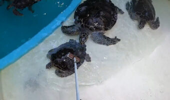 気持ち良いのかな！？甲羅磨きに並ぶウミガメが可愛い！