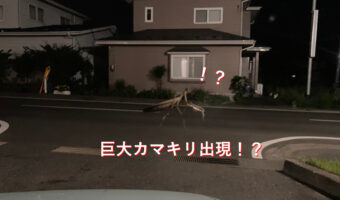 まるで映画のワンシーン!巨大カマキリが出現!?因みにこのカマキリは本物のカマキリで合成写真でもありません!
