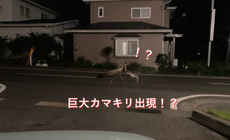 まるで映画のワンシーン！巨大カマキリが出現！？因みにこのカマキリは本物のカマキリで合成写真でもありません！