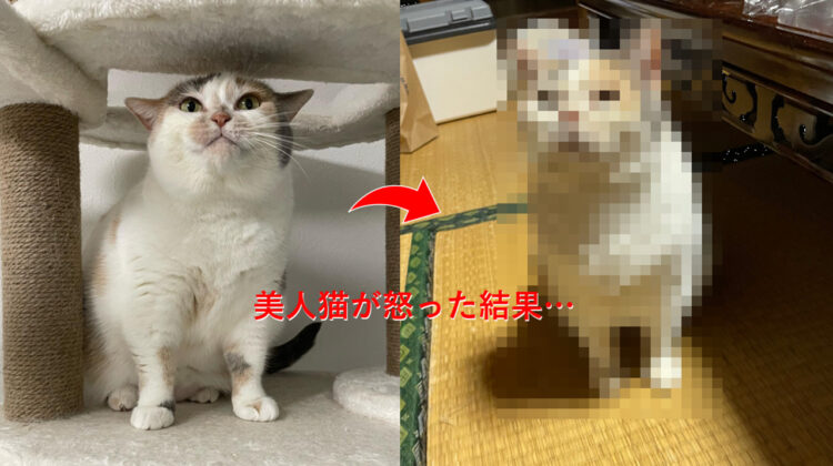 飼い猫の夕飯が遅くなってしまった結果...眉間にしわを寄せご立腹の表情がカワイイ！