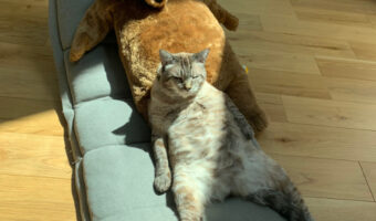 人生経験は飼い主以上？「完全におっさん」な猫の貫禄たっぷりの寛ぎ姿がクセになる