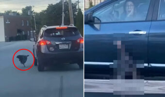 車相手に縄張りを主張する七面鳥。ドライバーの女性は車から降りたいようですが・・、そうはさせません!!【アメリカ・動画】