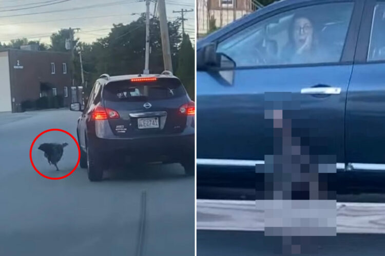車相手に縄張りを主張する七面鳥。ドライバーの女性は車から降りたいようですが・・、そうはさせません！！【アメリカ・動画】