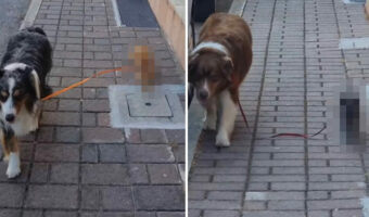 ペアになって同居猫をお散歩させる犬たち。お互いの首輪をリードで繋ぎ、歩調を合わせて仲良く進んでいきます!【海外・動画】