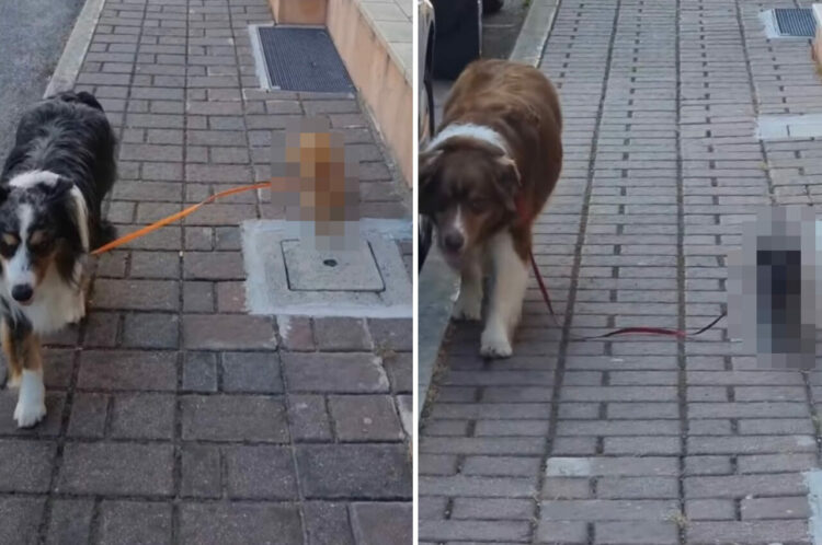 ペアになって同居猫をお散歩させる犬たち。お互いの首輪をリードで繋ぎ、歩調を合わせて仲良く進んでいきます！【海外・動画】