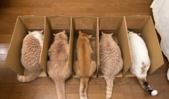 超画期的!?猫の食事に「一蘭方式導入」ってどういうこと?