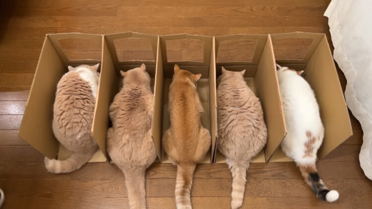 超画期的！？猫の食事に「一蘭方式導入」ってどういうこと？