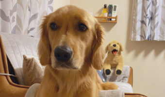 お家にライバルがやってきた!愛犬のヤキモチの妬き方が可愛すぎるだろ!!
