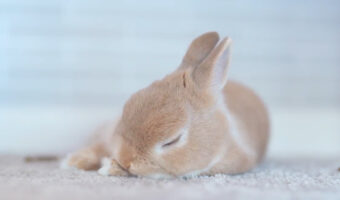【癒し】眠りにつくうさぎ、そのかわいさにTwitterで6万件以上のいいねが寄せられる大反響!!