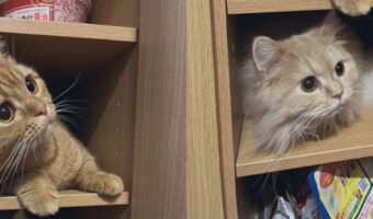 「え？ここ入っちゃだめなんですか？」猫マンションの住人が可愛すぎる！