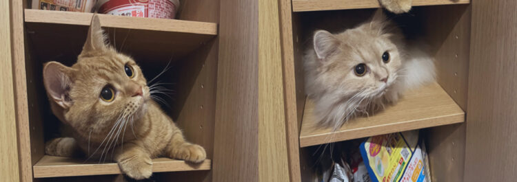 「え？ここ入っちゃだめなんですか？」猫マンションの住人が可愛すぎる！