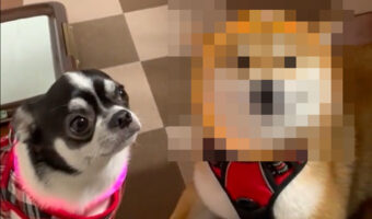 散歩の準備がちょっと浮かれすぎな柴犬がかわいい!動画の中で見せるウインクにも注目!