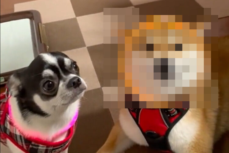 散歩の準備がちょっと浮かれすぎな柴犬がかわいい！動画の中で見せるウインクにも注目！