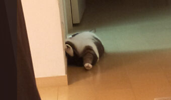 君は本当に猫？？気持ちよさそうに眠る猫が猫に見えないと話題に！