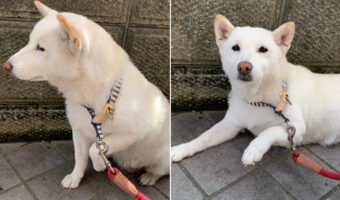 「注射痛かったんですけど～」足を引きずりアピールしてくる愛犬！しかし、あなたが注射したの逆の足なんですけど（笑）