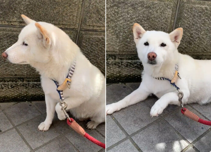 「注射痛かったんですけど～」足を引きずりアピールしてくる愛犬！しかし、あなたが注射したの逆の足なんですけど（笑）