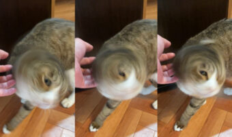 凄まじい猫ドリル！まるで台風にように、よーく見ると台風の目もある