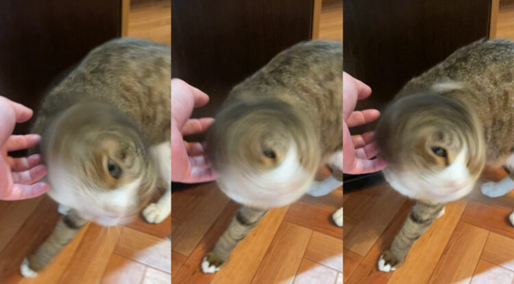 凄まじい猫ドリル！まるで台風にように、よーく見ると台風の目もある