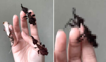 指に枯葉がくっついていると思ったら・・。よく見ればそれは、枯葉にそっくりな姿形をした「ある生き物」だったのです!!【アメリカ・動画】