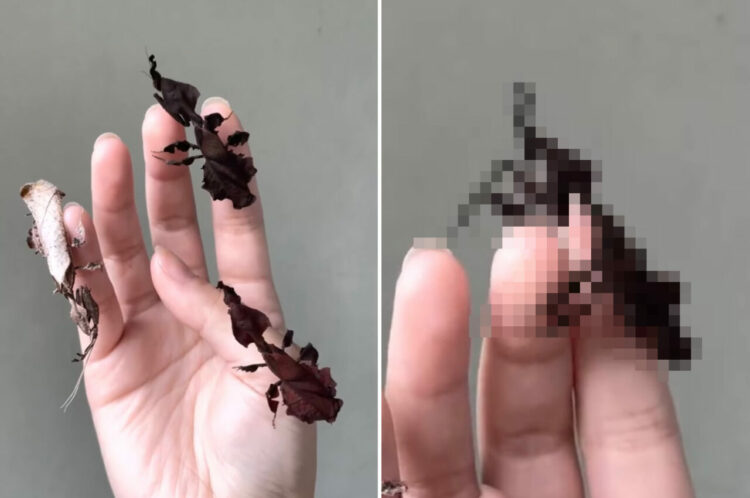 指に枯葉がくっついていると思ったら・・。よく見ればそれは、枯葉にそっくりな姿形をした「ある生き物」だったのです！！【アメリカ・動画】