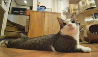 彼らの生態はまだまだ謎深い！見守りカメラの前で胴体着陸＆ドヤ顔する猫が可愛くて何度でも見ていたい