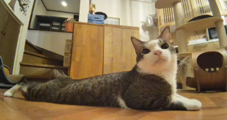 彼らの生態はまだまだ謎深い！見守りカメラの前で胴体着陸＆ドヤ顔する猫が可愛くて何度でも見ていたい
