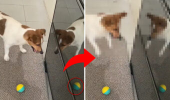 冷蔵庫に映り込んだボールに大興奮のジャックラッセル、興奮のし方が可愛すぎると話題