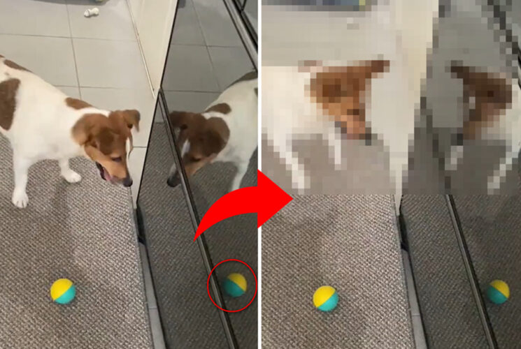 冷蔵庫に映り込んだボールに大興奮のジャックラッセル、興奮のし方が可愛すぎると話題