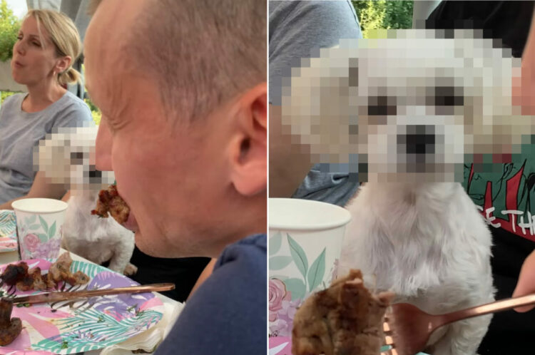 美味しそうにお肉を頬張る男性。そんな男性のことをもの言いたげな顔で見つめている子がいます！【海外・動画】