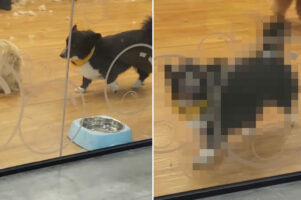 グルーミングを終え、お迎えまで他の犬と遊んで待つコーギー。パパさんが来たことに気が付いた時のリアクションがかわいすぎる！！【海外・動画】