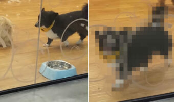 グルーミングを終え、お迎えまで他の犬と遊んで待つコーギー。パパさんが来たことに気が付いた時のリアクションがかわいすぎる!!【海外・動画】