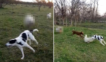 犬たちの中に一頭まじって遊びまわる羊。もしかして、この子は自分のことを犬だと思い込んでいるの・・？？【海外・動画】