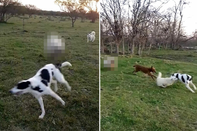 犬たちの中に一頭まじって遊びまわる羊。もしかして、この子は自分のことを犬だと思い込んでいるの・・？？【海外・動画】