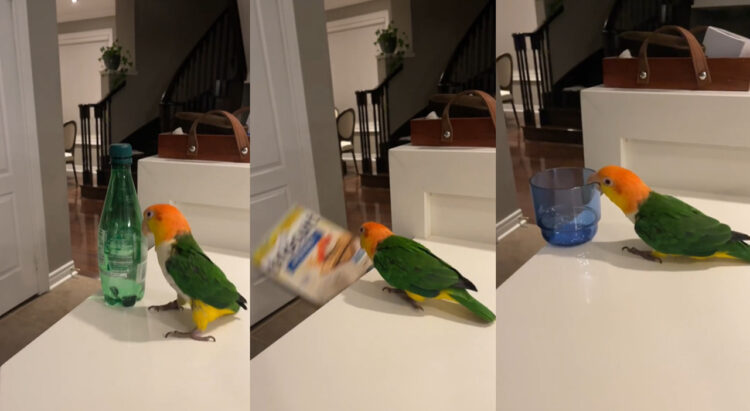 超悪い子！テーブルの物は絶対に落とすオウムが大人気！人形は落とさない優しい一面も