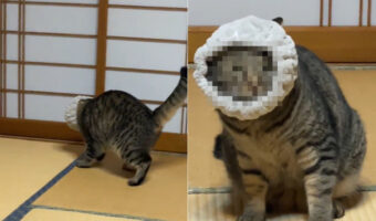 ヘアバンドが取れなくなった猫、「ぼくはもうだめだ」と諦める瞬間の表情が何とも言えずカワイイ