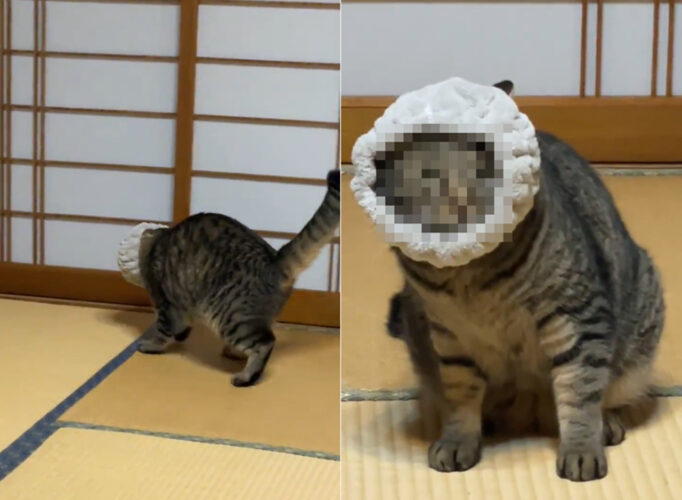 ヘアバンドが取れなくなった猫、「ぼくはもうだめだ」と諦める瞬間の表情が何とも言えずカワイイ