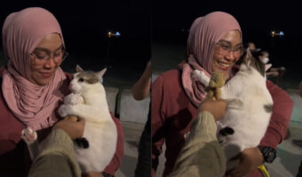 これは可愛すぎる!大好きなぬいぐるみを取られて悲しむ猫の動画に全世界がキュンです