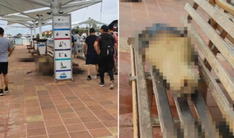 観光客が多くいるフェリー乗り場でお昼寝中のある集団。その正体は地元猫たちなどではなく・・、『あの海獣』でした！！【海外・動画】