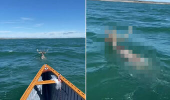 湖を進むボートの先になにやら動物の影が・・。それはなんと、クリスマスでお馴染みの『あの動物』だったのです!!【海外・動画】