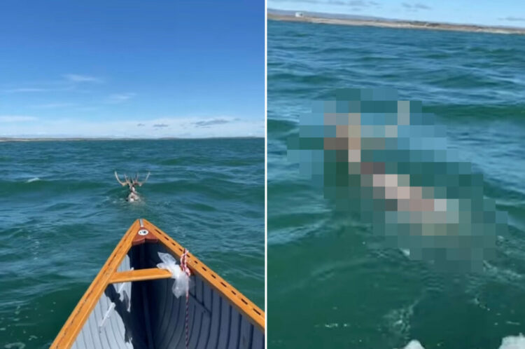 湖を進むボートの先になにやら動物の影が・・。それはなんと、クリスマスでお馴染みの『あの動物』だったのです！！【海外・動画】