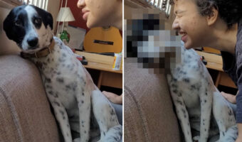 キスしないで!?迫りくる唇から逃れようと必死な犬の姿に、キスをしようとする女性も笑ってしまいました【海外・動画】